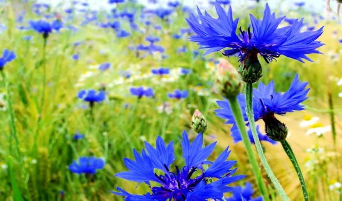 flores-Centaurea-cyani